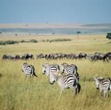 Maasai Mara, Kenya<br />photo credit: Wikipedia