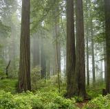 Redwood National and State Parks, California<br />photo credit: Wikipedia