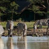 Sweetwaters Serena Camp, Ol Pejeta Conservancy, Kenya<br />photo credit: serenahotels.com