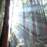 Muir Woods, California<br />photo credit: Wikipedia