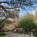 Riverside Park, New York City<br />photo credit: Wikipedia