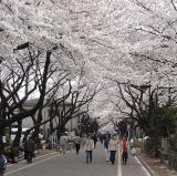 Yanaka Cemetery, Tokyo, Japan<br />photo credit: Wikipedia